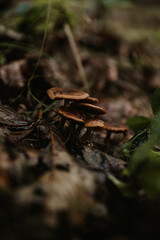 mushroom in the forest