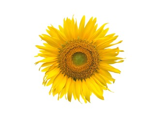 Sunflower isolated on white background,blooming of sunflower,