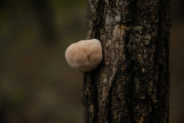 mushroom in the forest