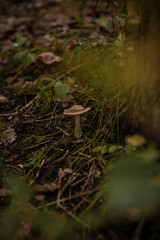 mushroom in the forest