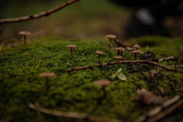 mushroom in the forest