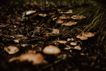 mushroom in the forest