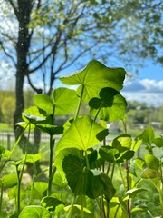 green leaves in the forest