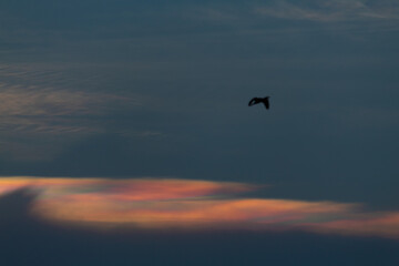 View of the Iridescent clouds in the sky