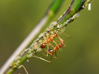 Macro photo of small green aphids infestation and fire ants on a plant in the garden, extreme close up photo of aphid insects.