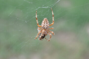 spider on the web