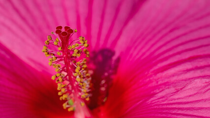 Nahaufnahme einer Hibiskusblüte in rot © M. Schuppich