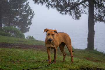 portrait of mixed breed brown big dog in misty forest
