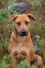 portrait of mixed breed brown big dog in misty forest