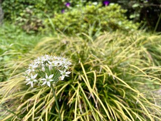 ニラの花と草