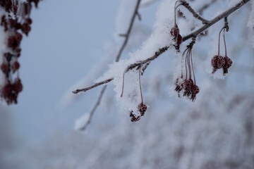Frosted branch of Hawthorn berries close up