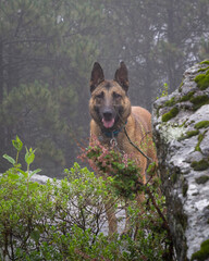 portrait of Belgian Malinois shepherd purebred dog in foggy forest
