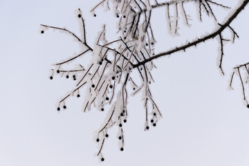 Frosted branch of Hawthorn berries  on light background 