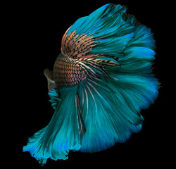 Beautiful movement of yellow blue Betta fish, Siamese fighting fish tail, Pastel Betta splendens of...