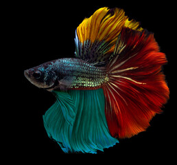 Fototapeta premium Rhythmic of colorful betta fish, Beautiful movement of Siamese fighting fish, Betta splendens, Halfmoon betta of Thailand isolated on black background.