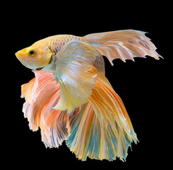 Beautiful movement of yellow  Betta fish, Siamese fighting fish, Betta splendens of Thailand,...