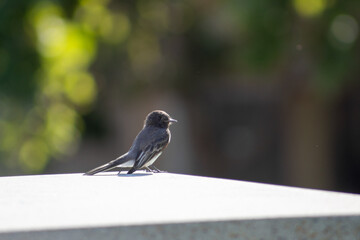 a little bird