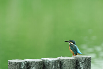 池の前でたたずむカワセミ
