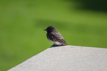 side view of a blackbird