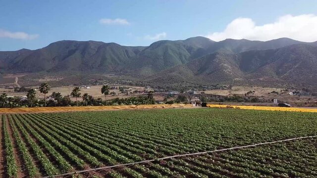 Aerial shot of Ensenada coastal vineyards