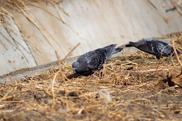 pigeon eating on the ground