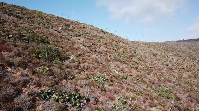 Coastal shrub of Baja California with Agave shawii, endemic succulent