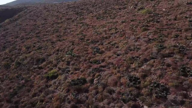 Coastal shrub of Baja California with Agave shawii, endemic succulent