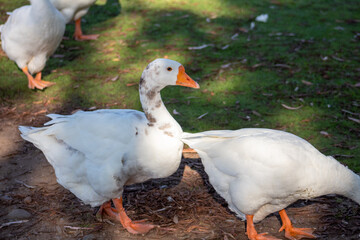 white goose on the grass