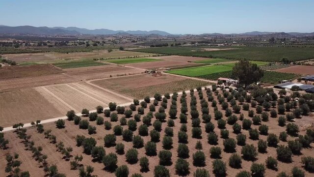 Flyover olive crops of Baja California