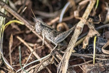 grasshopper on the ground