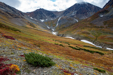 meadow in the mountains