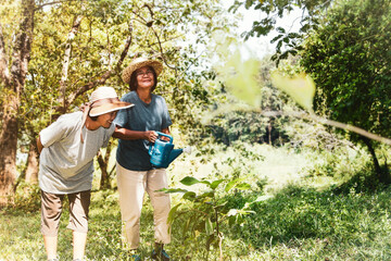 Fototapeta premium Asian elderly women do tree planting activities in the forest. Look at the trees that help each other with happiness with a smile.