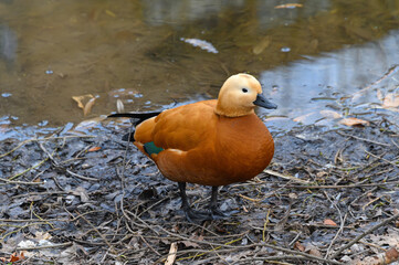 Red duck walks along the shore of the pond in the spring.