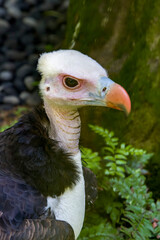 The white-headed vulture (Trigonoceps occipitalis) is an Old World vulture endemic to Africa. Populations have been declining steeply in recent years due to habitat degradation and poisoning.