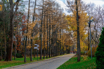 Asphalt path in the autumn Park. A path in the autumn Park for walking.