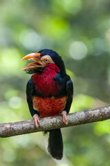 The bearded barbet (Lybius dubius) is an African barbet.
The barbets get their name from the bristles which fringe their heavy bills.