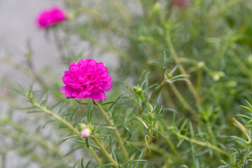This little pink flower, Little Hogweed plant is used as soil cover plant