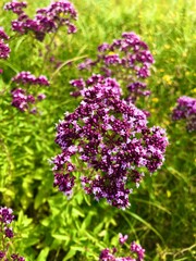 Fototapeta premium flowers in the garden