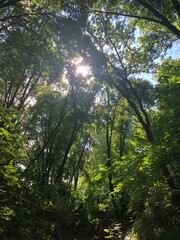 Fototapeta premium sun shining through trees