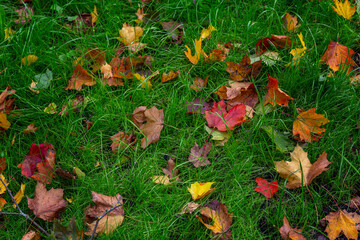 Multicolored autumn leaves lie on the green grass. Beautiful background. Space for tex.