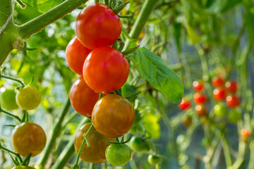 Bunch of cherry tomatoes close-up in the garden with blurred background