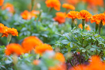 マリーゴールド