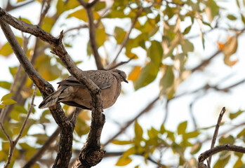 Close up Spotted Dove Perched on Tree Branch Isolated on Background