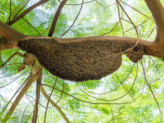 Close up Huge Beehive of Giant Honey Bees on Tree Branch