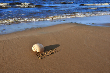 Obraz premium Seashell on the sea sand and lettering for free.