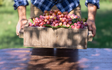 Farmer holding a crate of homemade eco grapes in the farm. Organic farming concept