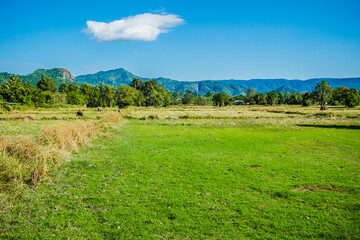 Beautiful agriculture green rice field landscape background, Thailand. Paddy farm plant peaceful. Environment harvest cereal.