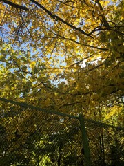 Fototapeta premium autumn in the park