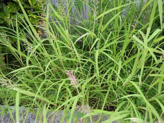 grass in the garden