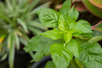 green leaves of organic chili peppers